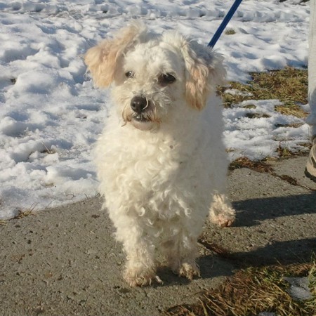 Bichon Nové Zámky - ADOPTOVANÝ!!!!